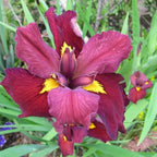 Iris ‘Ann Chowning’, a Great Live Pond Plant for Your Water Garden. Filters The koi and Goldfish Pond. Good for Bogs, Plant Shelf or Shallow Water This marginal Aquatic is a Real Beauty