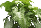 Thorsen's Greenhouse Low Light Houseplant Set, Easy Care Plants, Set of 3 Plants, Live Indoor Plants, 4" Diameter, Classic Pots (White)
