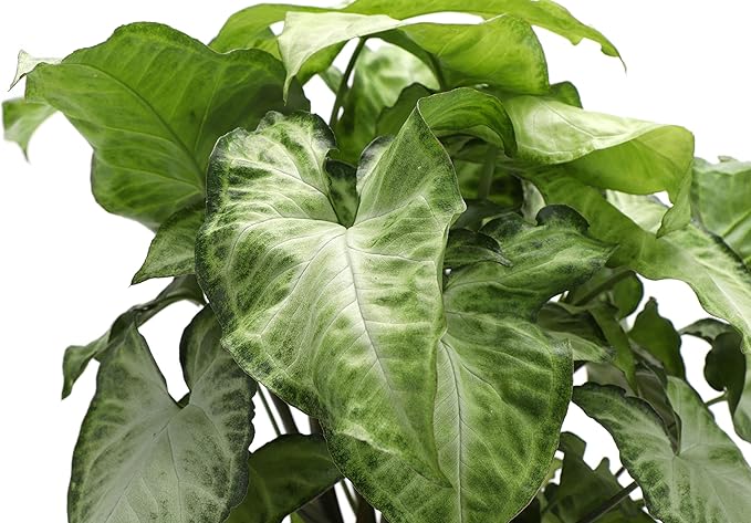 Thorsen's Greenhouse Low Light Houseplant Set, Easy Care Plants, Set of 3 Plants, Live Indoor Plants, 4" Diameter, Classic Pots (White)
