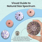 Nautical Crush Trading Sea Urchins Shells for Air Plants - 5 Assorted Coastal Sea Urchin Shells - Hanging Air Plant Holder - Air Plants Live Holders - Air Plant Pot - No Plants Included