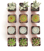 Shop Succulents | Can't Touch This Collection | Assortment of Hand Selected, Fully Rooted Live Indoor Cacti Plants, 12-Pack
