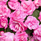 500+Impatiens Mixed Seeds for Planting Outdoor-Perennial Impatiens Balsamina Plants Ornamental Garden Potted Bonsai Indoor