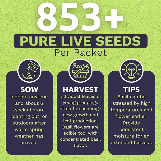 Organic Holy Basil Seeds ‘Tulsi’ – Two Seed Packets! – Over 1,706 Open Pollinated Non-GMO Seeds – Sweet Yards Seed Co.