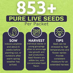 Organic Holy Basil Seeds ‘Tulsi’ – Two Seed Packets! – Over 1,706 Open Pollinated Non-GMO Seeds – Sweet Yards Seed Co.