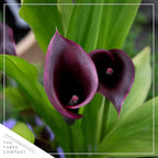 Live Flowering Calla Lily (2 Plants Per Pack) - Purple, 3+ Blooms - Beautiful Spring Perennial - 12" Tall by 5" Wide in 1 Qt Pot