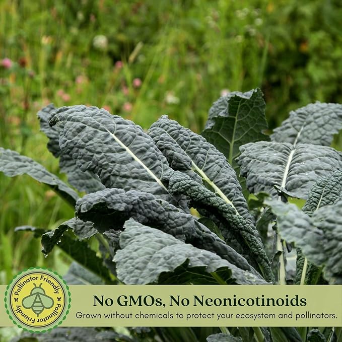 Clovers Garden Dinosaur Kale Plants - Two (2) Live Plants – Non-GMO - Not Seeds - Each 4" to 8" Tall – in 4" Inch Pots - Heirloom, Frost Tolerant