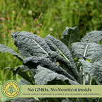 Clovers Garden Dinosaur Kale Plants - Two (2) Live Plants – Non-GMO - Not Seeds - Each 4" to 8" Tall – in 4" Inch Pots - Heirloom, Frost Tolerant