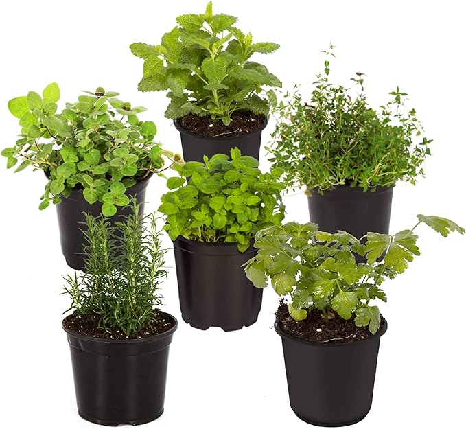 Live Aromatic and Edible Herb Assortment (Rosemary, Eucalyptus, Mint, Lemon Balm, Other Assorted Herbs), 6 Plants Per Pack