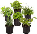 Live Aromatic and Edible Herb Assortment (Rosemary, Eucalyptus, Mint, Lemon Balm, Other Assorted Herbs), 6 Plants Per Pack