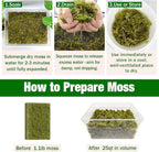 ZeeDix 1.1 lb Forest Moss for Plants Indoor - Dried Orchid Moss for Repotting, Natural Green Sphagnum Moss for Potted Plants Carnivorous Monstera Succulents Crafts Reptile Habitat (Expands to 25 qt)