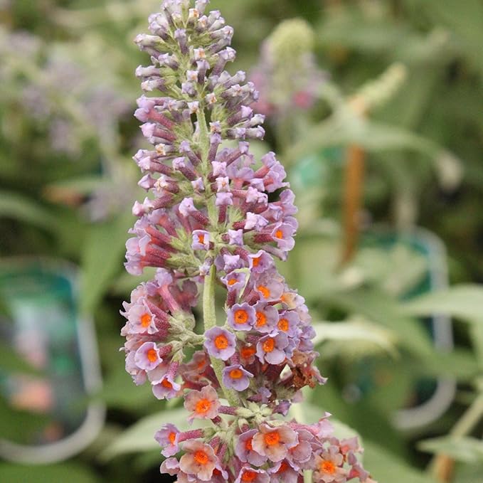 Easy to Grow Buddleia Butterfly Bush Bicolor 1 Plant - Potted Perennial Flower in a Quart Pot, Summer Fragrant Bicolor Orange & Purple Blooms in Sun