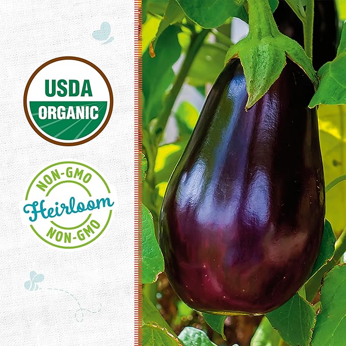 Back to the Roots - 100% Organic Seed Packet - Eggplant 'Black Beauty' 140mg (Pack of 2)
