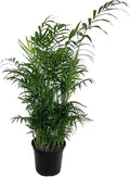 Neanthe Bella Parlor Palm - 5 Live Plants in 6 Inch Pots - Chamaedorea Elegans - Beautiful Clean Air Indoor Houseplant