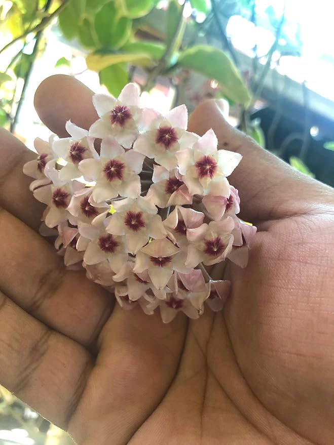 XL Tricolor Hoya Krimson Queen in 6" Hanging Pot, Hoya Carnosa Variegata, Live Tricolor Hoya Plant (XXL 6" Hanging Pot)