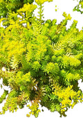 Angelina Sedum Ground Cover, 6 Inch Round, Pet Safe Organic Plant, Yellow-Green Foliage