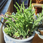 Sprout N Green Watch Chain, Live Crassula muscosa Succulent Plant Fully Rooted in 4" Pot, Home Office Indoor Outdoor Wedding Decoration DIY Projects Party Favor, Easy to Care, Keep Away from Pets