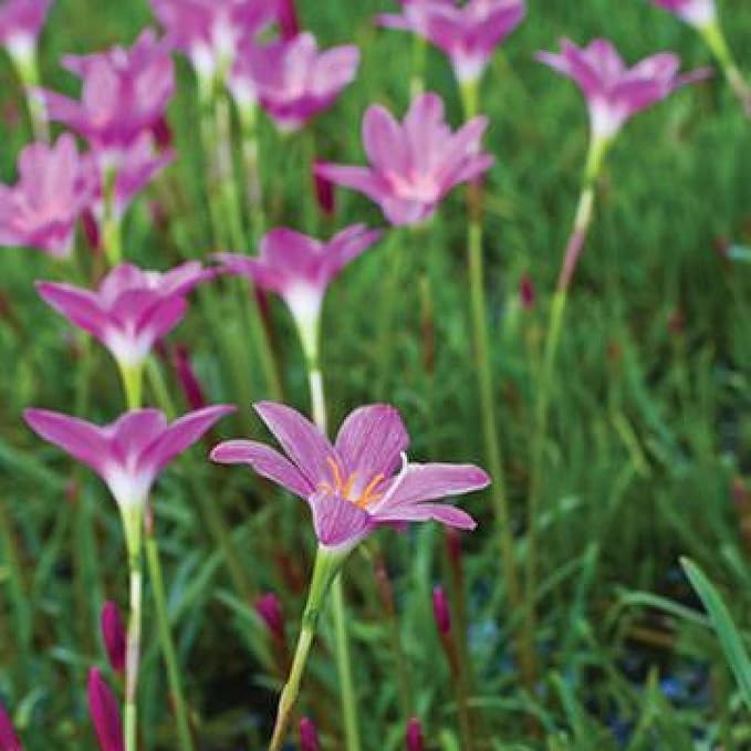 Pink Rain Lily, a Great Live Pond Plant for Your Water Garden. Filters The koi and Goldfish Pond. Good for Bogs, Plant Shelf or Shallow Water This marginal Aquatic is a Real Beauty
