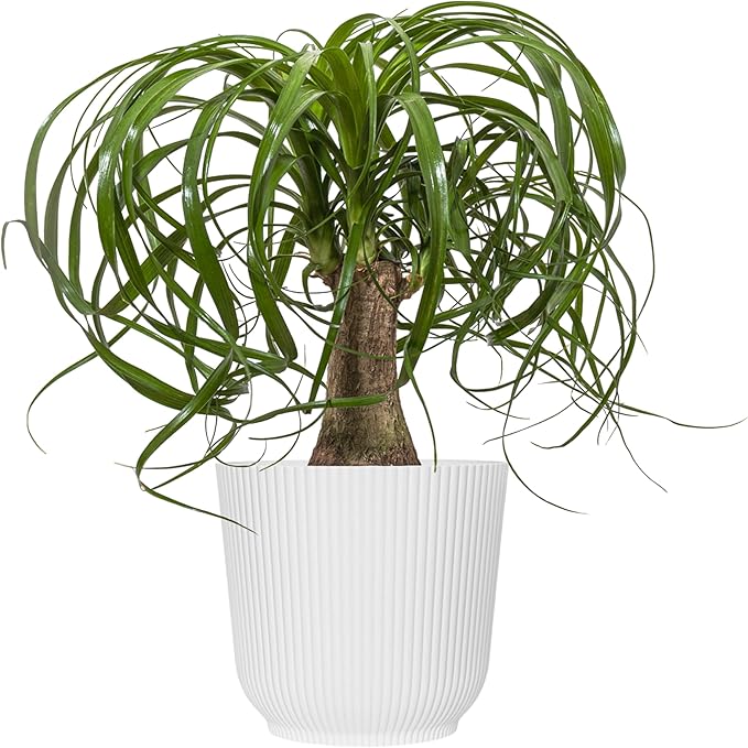 Ponytail Palm Live Plant by United Nursery in 6-in White Decorative Pot, Easy to Maintain Indoor House Plant for Home, Patio, or Office Decor