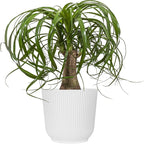 Ponytail Palm Live Plant by United Nursery in 6-in White Decorative Pot, Easy to Maintain Indoor House Plant for Home, Patio, or Office Decor