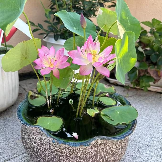 20pcs Bowl Lotus Seeds for Planting - Bonsai Lotus Seeds, Water Lily Flower, Aquatic Plants, Ideal for Ponds, Non-GMO Home Garden Plant Seeds, Flowering Aquatic Bonsai