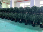 3Ft-35'' Artificial Boxwood Double Ball Topiary Trees,2PACK Faux Topiaries Tree Store Garden Indoor&Outdoor for Porch Home Decor