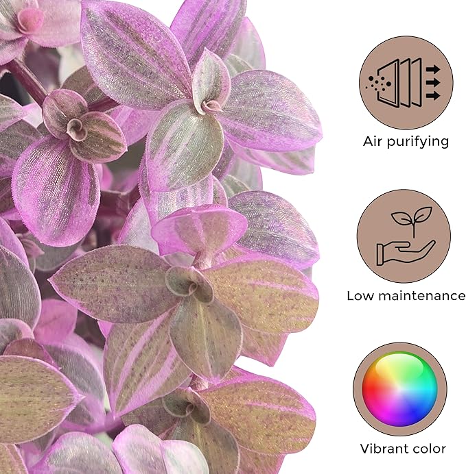 Callisia Rosato Pink Fairy Lady [Winter Thermal Packaging Included] Plant | Vibrant Indoor Plant with Striking Pink Foliage | Ideal for Home Decor and Small Spaces Houseplants Live Indoor House Plant