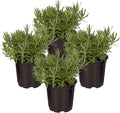 Live Aromatic and Edible Herb - Lavender (4 Per Pack), Natural Sleep Enhancer, 6" Tall by 4" Wide in 1 Pint Pot