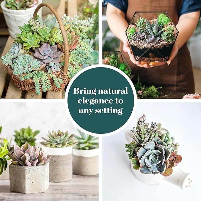 Shop Succulents Mini Succulent Plant Pack Collection - Live 2" Succulent Plants, Low Maintenance, Beautiful Colors & Textures - Wedding and Party Favors, Gift & Garden, Pack of 4