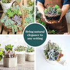 Shop Succulents Mini Succulent Plant Pack Collection - Live 2" Succulent Plants, Low Maintenance, Beautiful Colors & Textures - Wedding and Party Favors, Gift & Garden, Pack of 4