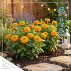 Live Zinnia 2-Pack – Yellow, Flowering Annual, Beautiful Spring and Summer Blooms, 10" Tall by 5" Wide in 1 Qt Pot