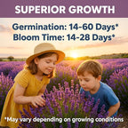 Premium English Lavender Seeds – 2,000 Non-GMO, USA-Grown Herb Seeds for Indoor & Outdoor Planting – High Germination Wildflower (Lavandula angustifolia)