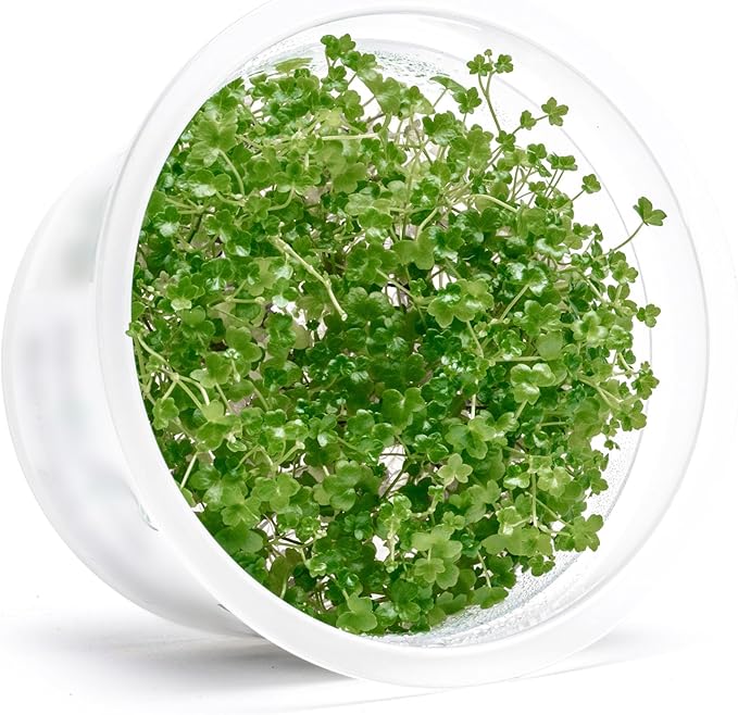 SubstrateSource Live Plant - Hydrocotyle Tripartita 'Japan Mini' - Foreground Carpeting Plant, Snail-Free in Vitro Aquarium Stem - Tissue Culture