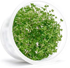 SubstrateSource Live Plant - Hydrocotyle Tripartita 'Japan Mini' - Foreground Carpeting Plant, Snail-Free in Vitro Aquarium Stem - Tissue Culture