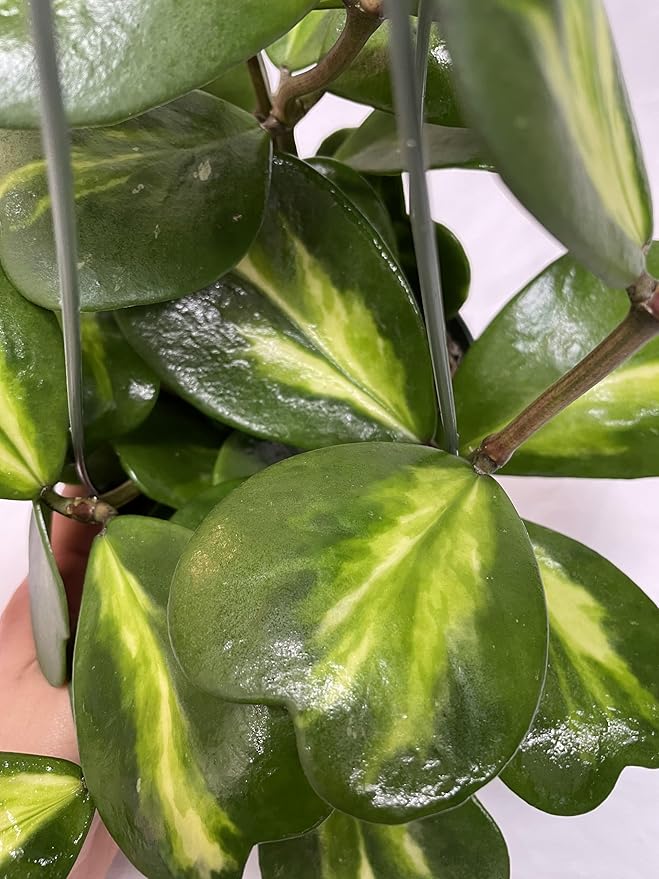 Inner Variegated Hoya Kerrii - Hoya Plants Live Houseplant - Live Hoya Plant - Rverse Variegated Hoya Kerrii - Plant Gift - Air Purifying Plant (2-3 Leaves Plant, 4" Pot)