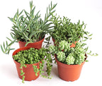 Shop Succulents | Hanging Collection | 4 Pack of Unique Trailing, Fully Rooted Live Indoor/Outdoor House Plants, 4-Inch