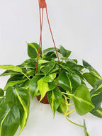 Brazil Philodendron 6" Hanging Basket - Low Light - Easy Care, Green, Modern Style, Air Filtering, Indoor Use
