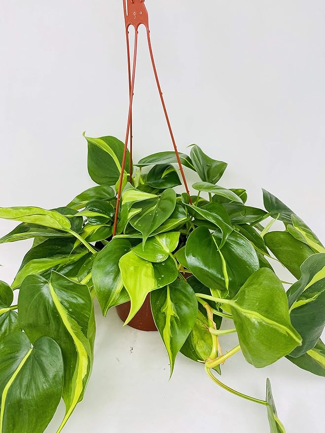 Brazil Philodendron 6" Hanging Basket - Low Light - Easy Care, Green, Modern Style, Air Filtering, Indoor Use