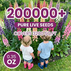 Foxglove Seeds Perennial – Mixed Colors, 200,000+ Seeds Bulk Pack for Easy-to-Grow Home Gardening, Tall Spire Blooms for Garden Borders, Attract Hummingbirds & Bees