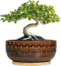 Bonsai Pots - 8 Inch Ceramic Planter with Drainage Hole and Saucer, Boho Round Shallow Succulent Bowl for Indoor Plants Flower, Room Decor, Gifts for Plant Lovers, Brown
