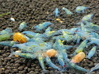 Las Vegas Exotic Fish™ Neocaridina Shrimp Live Freshwater Shrimp Aquarium Inverts (Live Guarantee or Replacemnt is Free) (Mix, 20) Free Plant