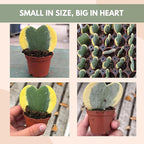 Hoya Heart Variegated Kerri Live Plant in 2-Inch Pot - Rare Heart Succulent, Easy to Care Air-Purifying Houseplant for Home, Office, Wedding Décor, and Birthday Gifts (Heat Pack Included)