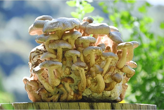 Shiitake Mushroom Grow Kit by Oakland Mushroom Co. | Handmade with Organic Ingredients | Ready to Grow | Harvest in 7-14 Days