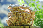 Shiitake Mushroom Grow Kit by Oakland Mushroom Co. | Handmade with Organic Ingredients | Ready to Grow | Harvest in 7-14 Days