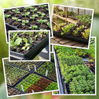 72-Cell Seed Trays with Drainage Trays-10 Sets 20 Packs-1020 Durable Plastic Plant Tray for Seed Germination（21x11x1.81 in）