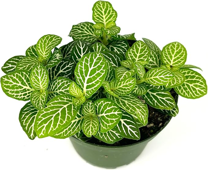 Fittonia Jolly Lemon Nerve Plant Air Purifying House Plant, 2.5 inch Pot