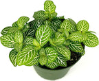 Fittonia Jolly Lemon Nerve Plant Air Purifying House Plant, 2.5 inch Pot
