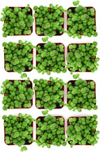 Shop Succulents String of Pearls Succulent Plant 2" Grow Pot Pack of 12
