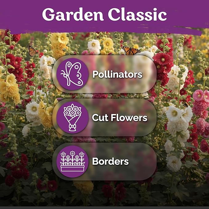 KVITER 150 Chaters Hollyhock Seeds for Planting (Alcea rosea) - Heirloom | Tall Blooms | Pollinator Magnet - Double Hollyhocks Flower Seeds to Plant Outside in Garden, Cottage Borders, Containers