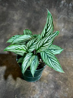 PLANTVERS Live Calathea Plant – Easy Care & Low Maintenance Tropical Houseplant – Air Purifying Indoor Plant for Low Light & Home Décor (Calathea Vittata 4" Grow Pot, 4" Grow Pot)
