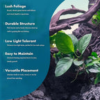 SubstrateSource Anubias Live Aquarium Plants - Potted Freshwater Plant for Fish Tanks, Terrariums - Beginner Friendly Low Light (Barteri Broad Leaf, 1 Pot)